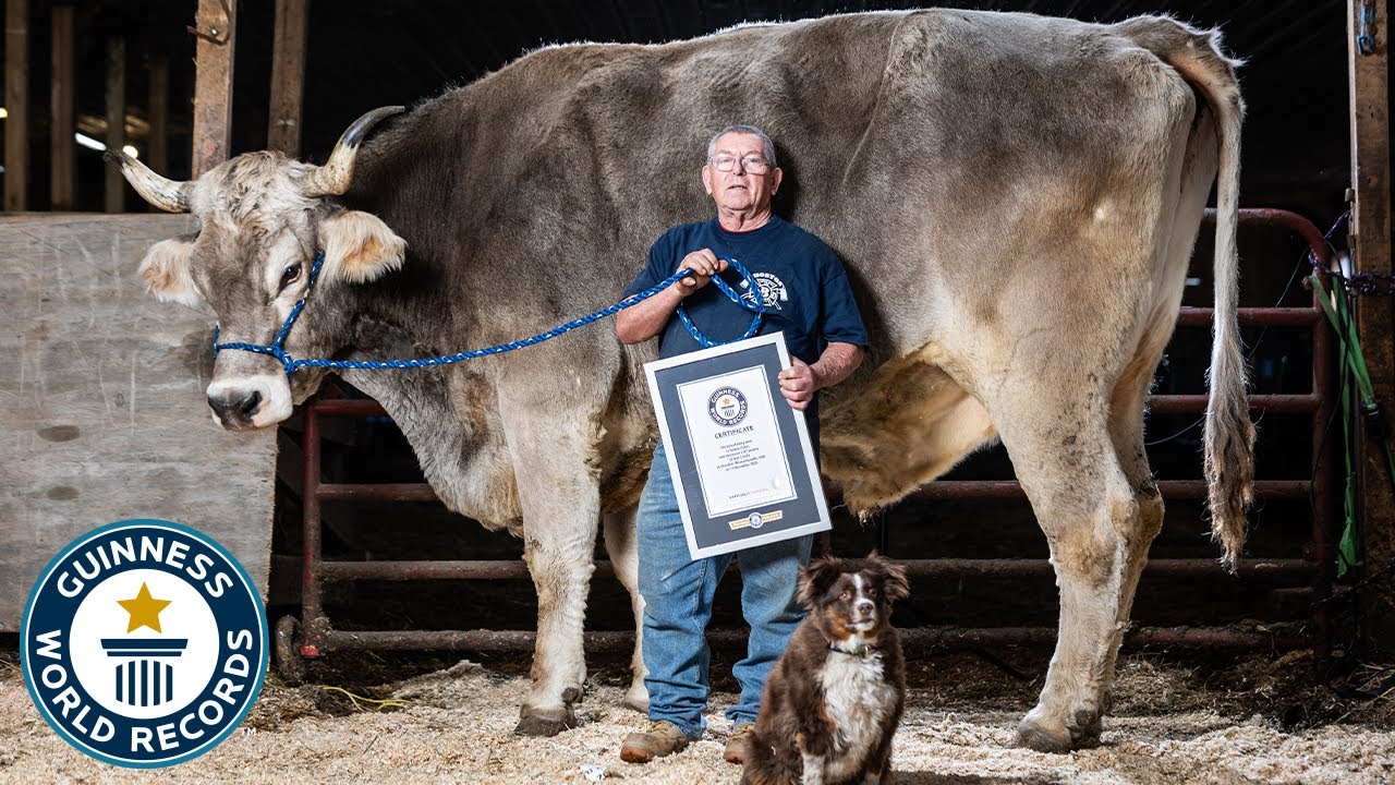 Massachusetts steer called world’s tallest at 6 feet, 1 inch - Radio Sargam