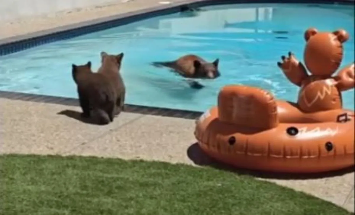 Mama bear takes a swim in California resident’s pool - Radio Sargam
